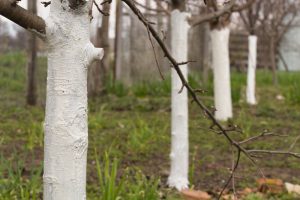 closeup look at row of young trees with trunks painted white